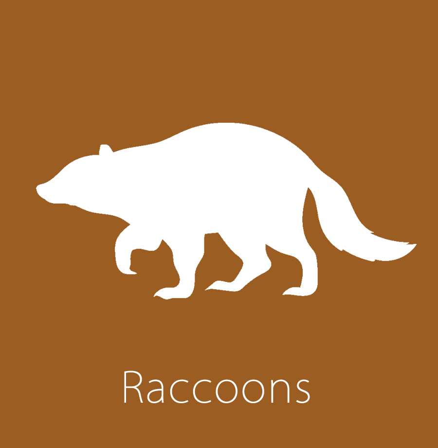 Raccoon Control